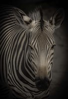 Zebra 5 Fine Art Print