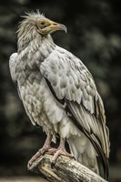 White Vulture 2 Fine Art Print