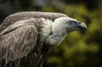 Vulture 3 Fine Art Print