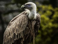 Vulture 4 Fine Art Print