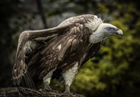 Vulture 5 Fine Art Print