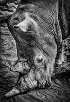 Male Rhino Black & White Fine Art Print