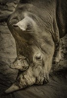 Male Rhino Fine Art Print