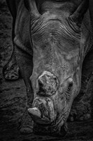 Male Rhino 2 Black & White Fine Art Print