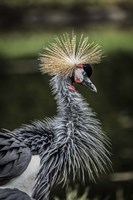 Yellow Crowned Crane Fine Art Print