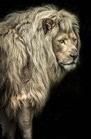 Big Male Lion Fine Art Print