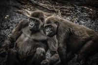 Gorillas 4 Fine Art Print