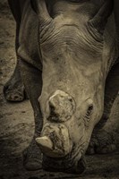 Male Rhino 2 Fine Art Print