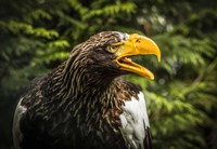 Steller Eagle 7B Fine Art Print