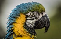 Blue Ara Parrot Fine Art Print