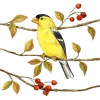 Birds & Berries II Fine Art Print