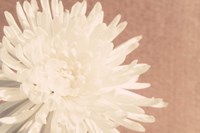 Blush Burst I Fine Art Print