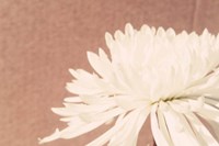 Blush Burst II Fine Art Print