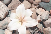 Pebble Beach I Fine Art Print