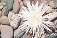 Pebble Beach II Fine Art Print