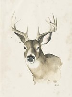 Watchful Woods II Framed Print