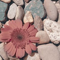 Stone Crop I Fine Art Print