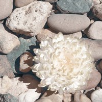 Stone Crop II Fine Art Print