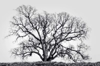 Grand Oak Tree I Fine Art Print
