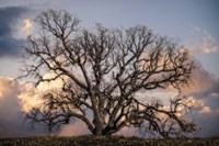 Grand Oak Tree II Fine Art Print