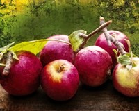 The Harvest I Fine Art Print