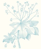 Botanical Study in Spa I Framed Print