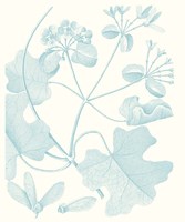 Botanical Study in Spa II Fine Art Print
