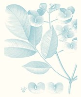 Botanical Study in Spa V Fine Art Print