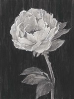 Black and White Flowers II Fine Art Print