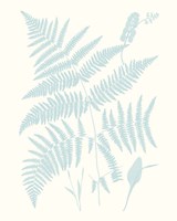 Serene Ferns I Framed Print