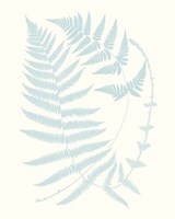 Serene Ferns III Framed Print