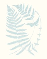 Serene Ferns III Fine Art Print