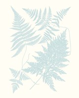 Serene Ferns IV Fine Art Print