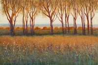 Glow in the Afternoon I Fine Art Print