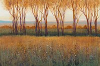 Glow in the Afternoon II Fine Art Print