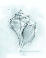 Coastal Shell Schematic I Fine Art Print