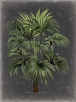 Dramatic Palm I Framed Print
