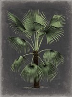 Dramatic Palm II Framed Print