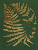 Gilded Ferns IV Fine Art Print
