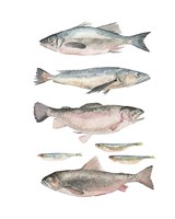 Fish Composition I Fine Art Print