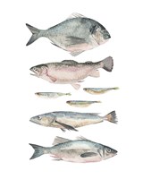 Fish Composition II Fine Art Print