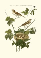 Nozeman White Throat Blackberry Fine Art Print