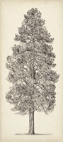 Pacific Northwest Tree Sketch III Fine Art Print