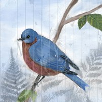 Eastern Songbird IV Fine Art Print