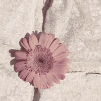 Stone Blossom I Fine Art Print