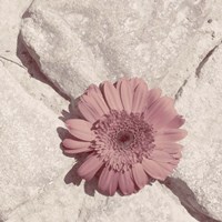 Stone Blossom II Fine Art Print