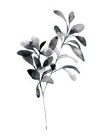 Brume Botanical I Fine Art Print