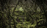 Mossy Forest 2 Fine Art Print