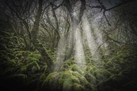 Mossy Forest 5 Fine Art Print