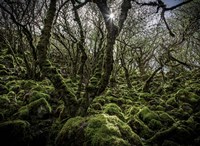 Mossy Forest 6 Fine Art Print